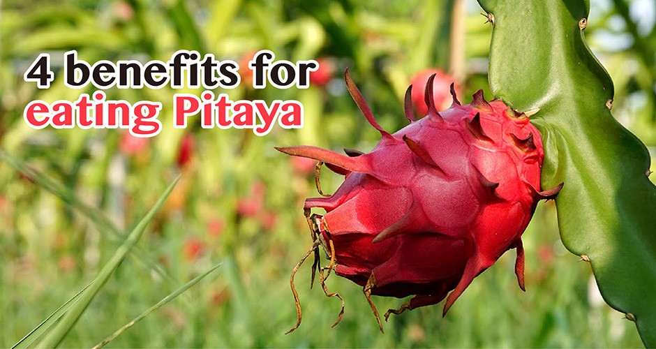 4 benefits for eating Pitaya~